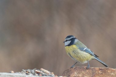 Blue tit at winter feeding