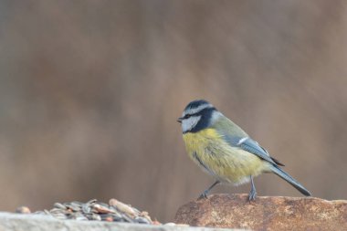 Blue tit at winter feeding