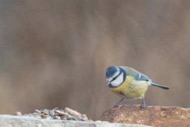 Blue tit at winter feeding