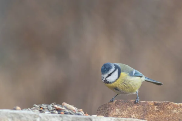 Blue Tit Winter Feeding — Stok fotoğraf