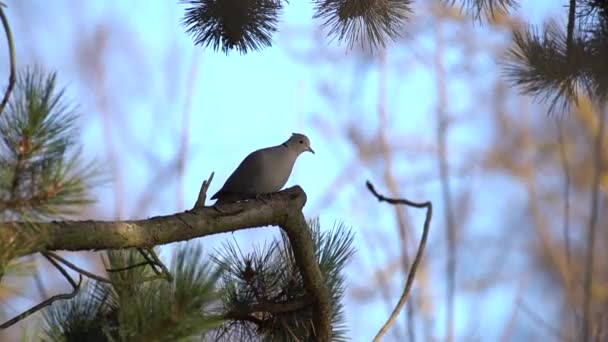 Collared Pigeon Sits Pine Tree — Stock Video