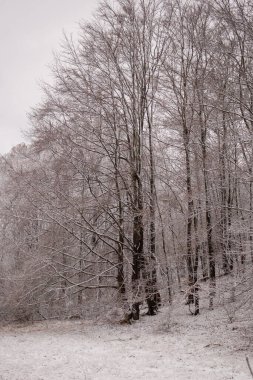 Karlı kış manzarası