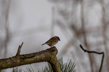 A sparrow sits on a branch in a pine tree