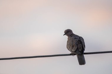 Yakalı güvercin elektrik hattında oturuyor.