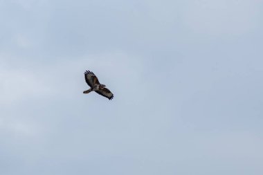 Akbaba yiyecek arıyor.