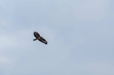 Akbaba yiyecek arıyor.