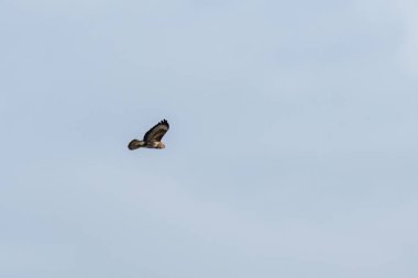 Akbaba yiyecek arıyor.