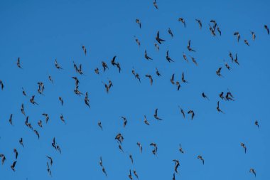 Uçan bir güvercin sürüsü