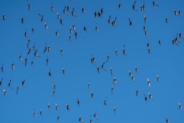 Uçan bir güvercin sürüsü