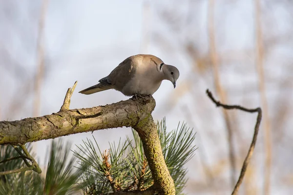 Yakalı Güvercin Bir Çam Ağacında Oturur — Stok fotoğraf