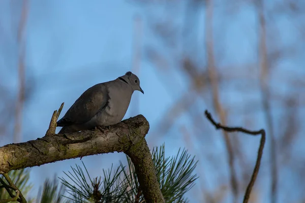 Yakalı Güvercin Bir Çam Ağacında Oturur — Stok fotoğraf