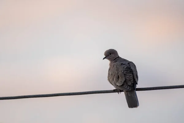 Halstaube Sitzt Auf Einer Hochspannungsleitung — Stockfoto