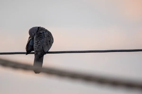 Pombo Colarinho Senta Numa Linha Eléctrica — Fotografia de Stock