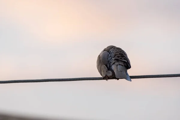 Collared Pigeon Sits Power Line — Stock Photo, Image