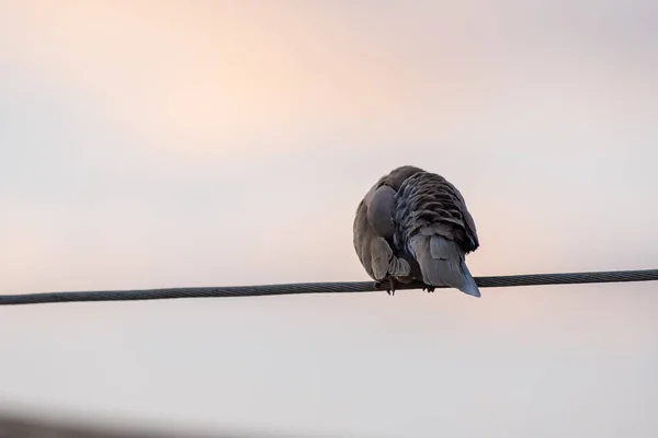 Pigeon Collier Assis Sur Une Ligne Électrique — Photo