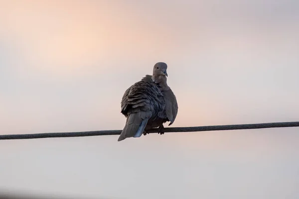 Pigeon Collier Assis Sur Une Ligne Électrique — Photo