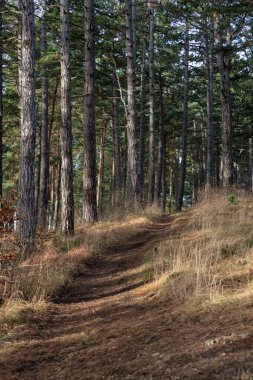 Kışın karsız manzara
