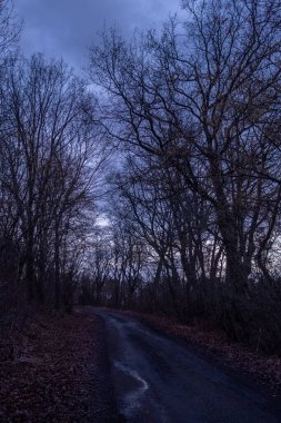 Kışın karsız manzara