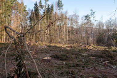 Forest work after a storm
