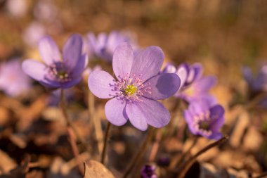 Hepatica ormanın kenarında.
