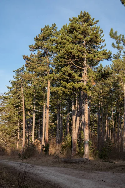 Kışın karsız manzara