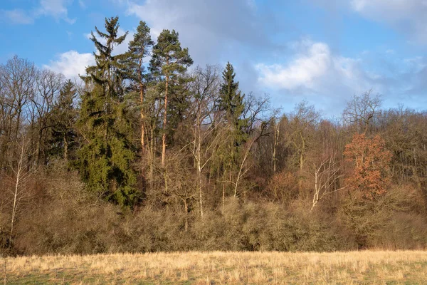 Krajobraz Zimą Bez Śniegu — Zdjęcie stockowe