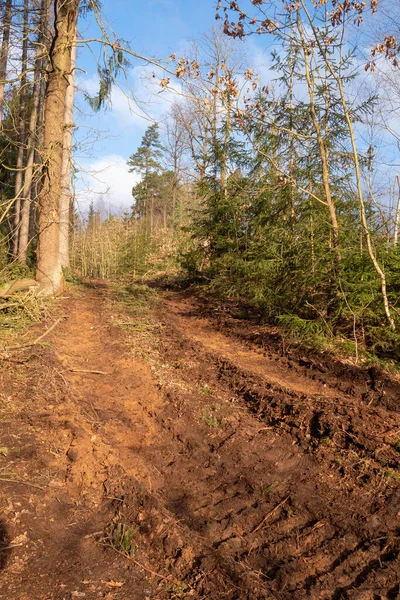 Forest work after a storm