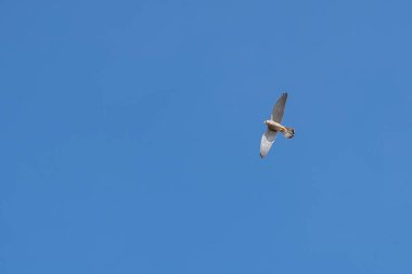 Kerkenez yiyecek arıyor.