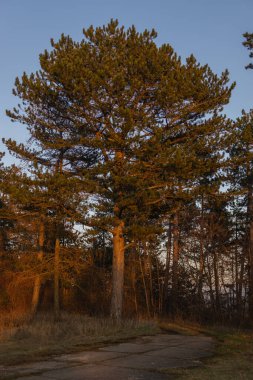 Kışın karsız manzara