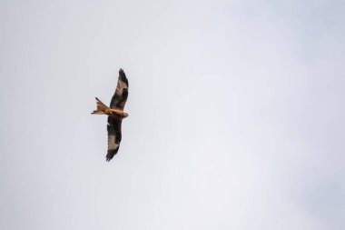 Kırmızı uçurtma uçuyor.