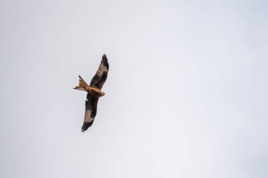 Kırmızı uçurtma uçuyor.