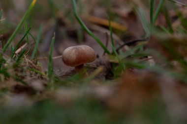 Çayırda küçük bir mantar