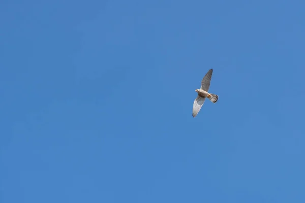 Kestrel Etsii Ruokaa — kuvapankkivalokuva