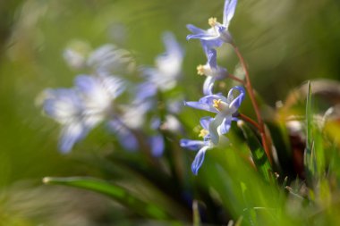 star hyacinth in spring