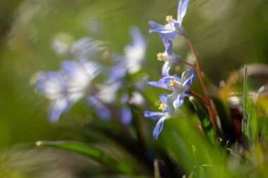 star hyacinth in spring