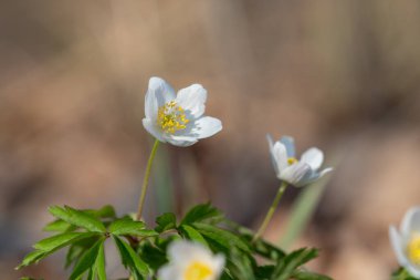 Ormanda dağ şakayığı