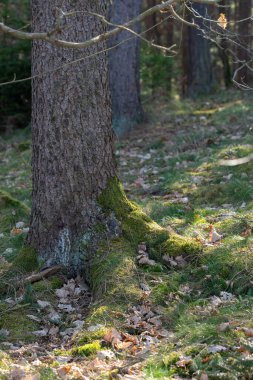 Forest work after a storm