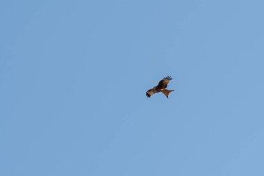 Kırmızı uçurtma uçuyor.