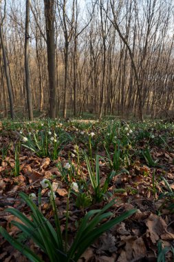 Ormanda yürüyüş kupası.