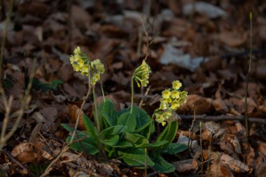 Cowslip in the forest