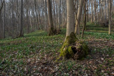 Ormanda yürüyüş kupası.