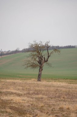 Kışın karsız manzara
