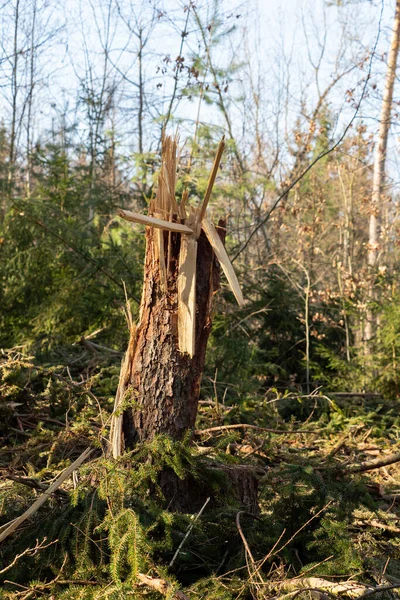 Forest work after a storm