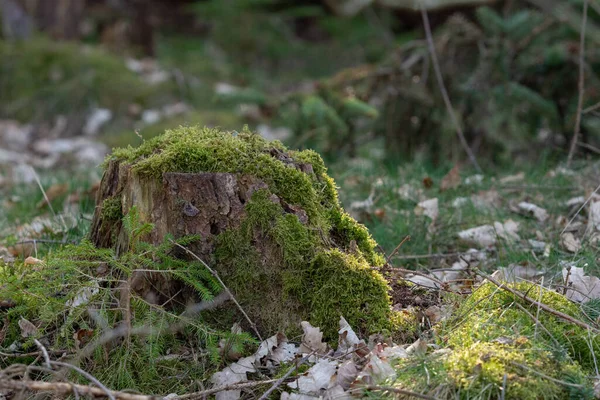 Forest work after a storm