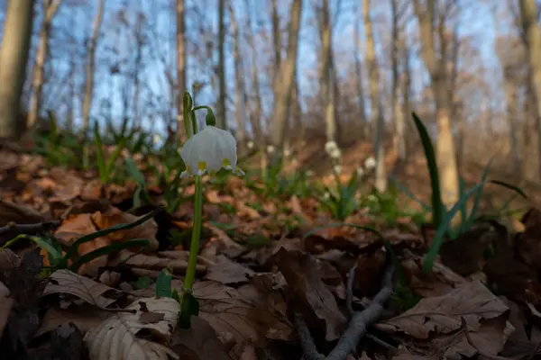 Maart Mok Het Bos — Stockfoto