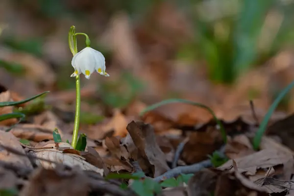 Marschmugg Skogen — Stockfoto