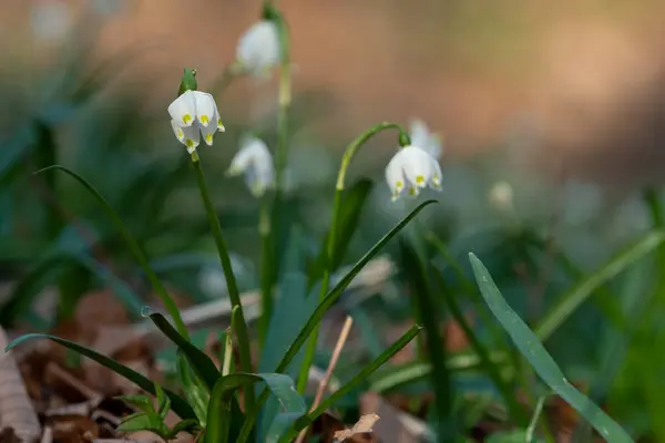 Březnový Hrnek Lese — Stock fotografie