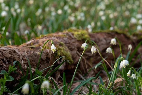 Marschmugg Skogen — Stockfoto