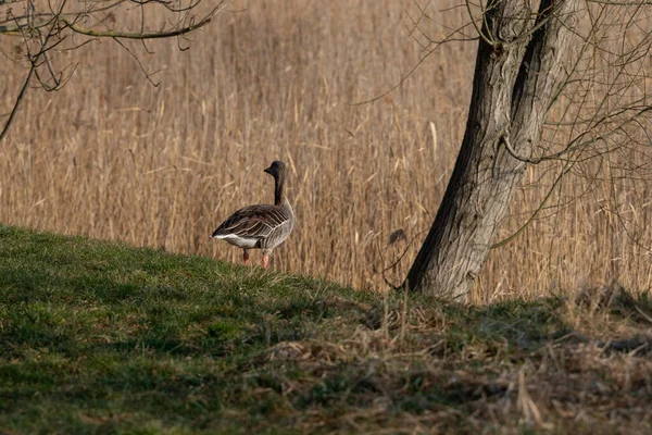 Egyptian Goose Shore — стоковое фото