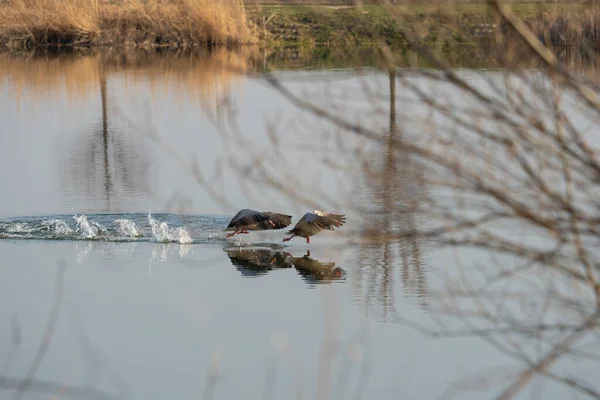 Nilgänse Streiten — Stockfoto